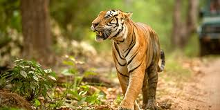 Kanha